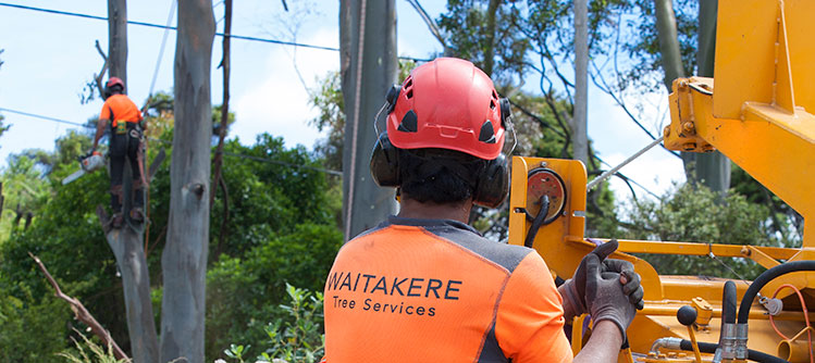 Waitakere Tree Services